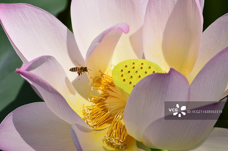 盛开荷花花蕊上飞舞蜜蜂特写图片素材