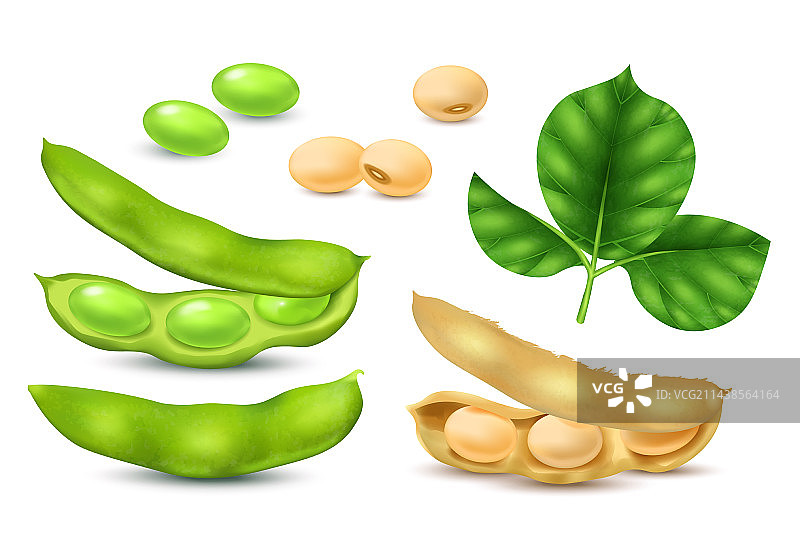 逼真大豆模型素材图片素材