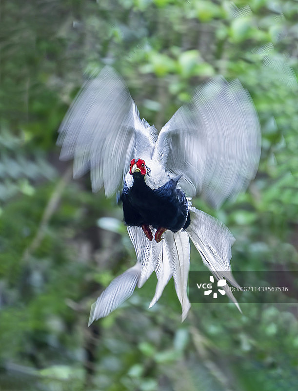 白鹇-10图片素材