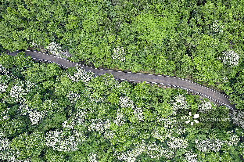 桐花盛开图片素材