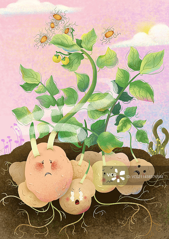 地里的土豆图片素材