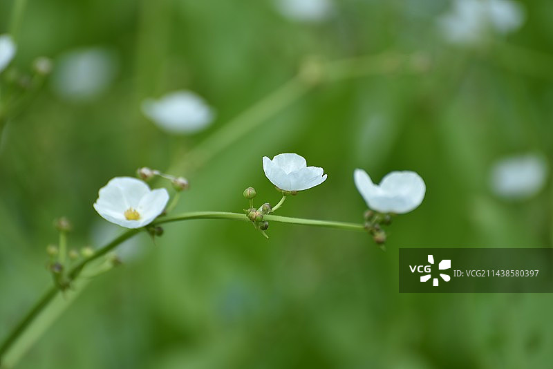 泽泻 别名如意花，全株有毒，多年生沼生植物。又可作为中药。图片素材