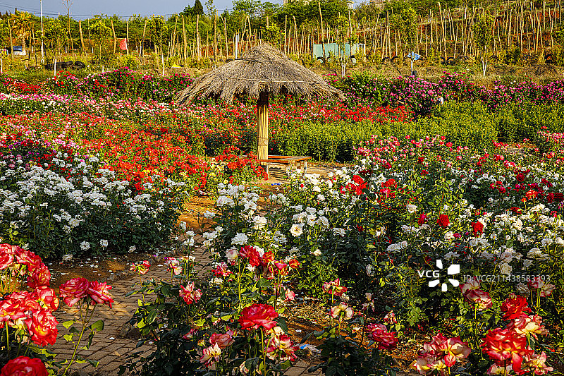 中国云南曲靖市富源县多乐原景区图片素材