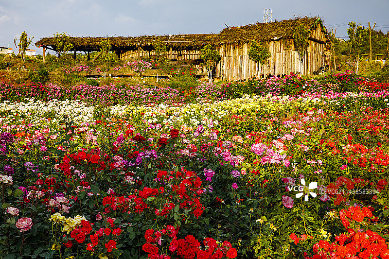 中国云南曲靖市富源县多乐原景区图片素材