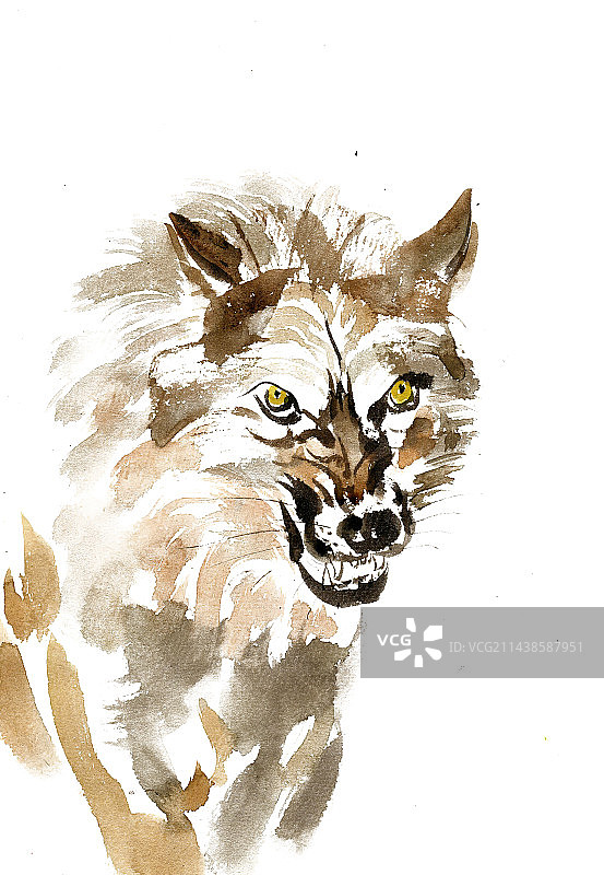 凶狠的狼图片素材