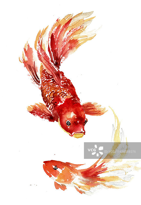 游泳的金鱼图片素材