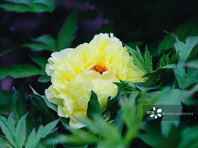 黄牡丹图片素材