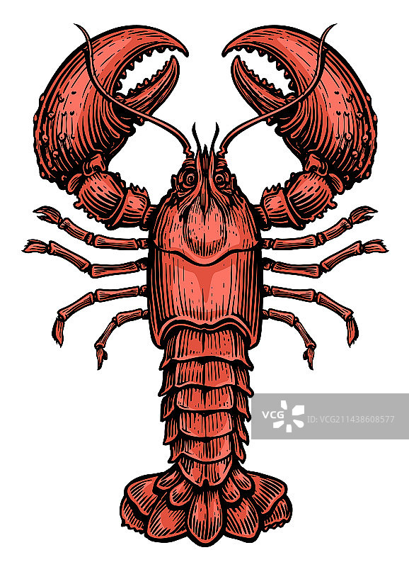 白色背景上的红色小龙虾图片素材