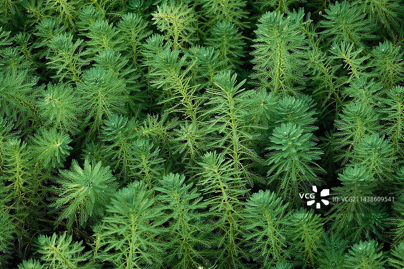 水中绿色植物图片素材