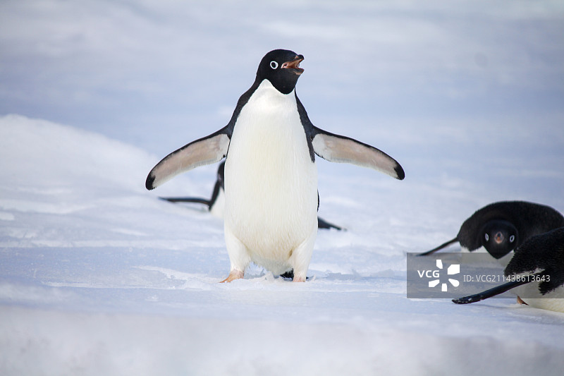 南极随拍图片素材