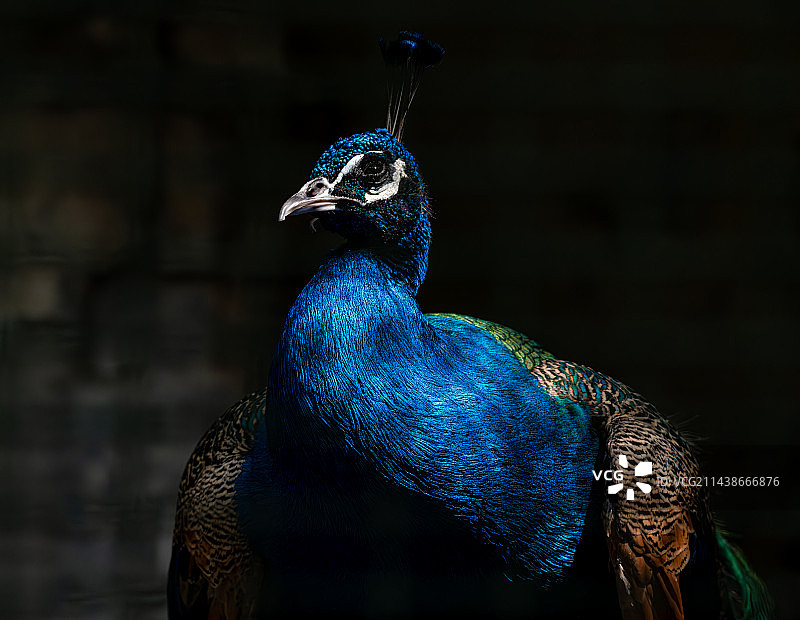 蓝孔雀图片素材