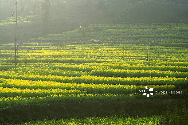 油菜花梯田图片素材