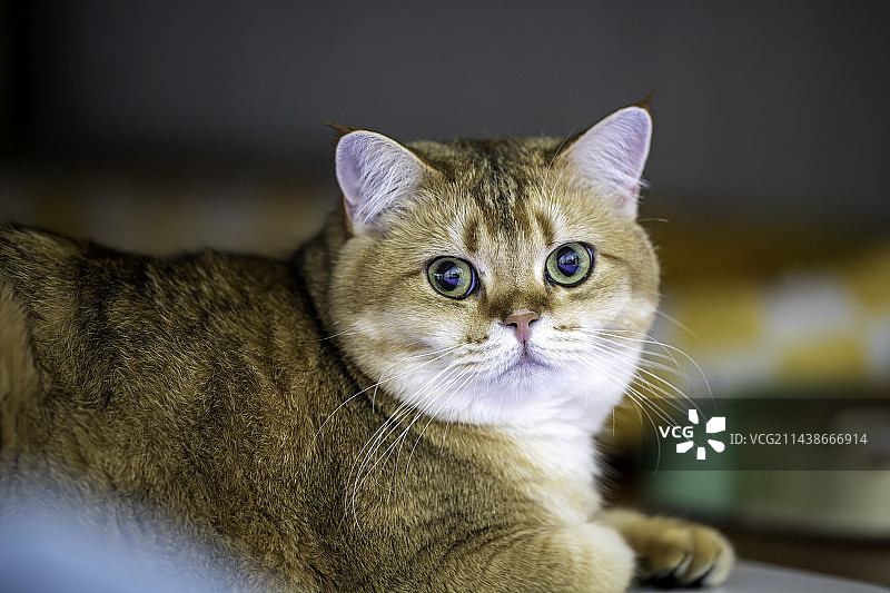 可爱的小猫金渐层趴在地上图片素材