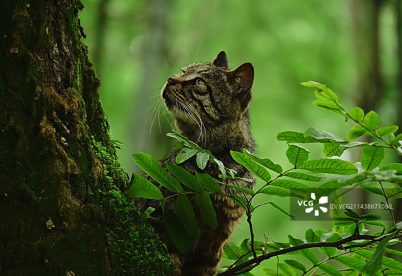 野之凝望图片素材