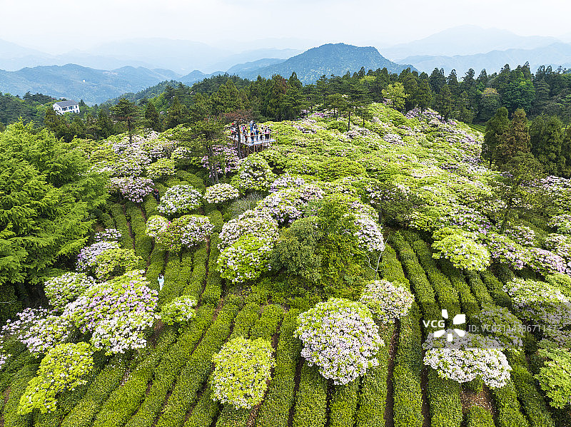 航拍浙江天台华顶森林公园高山杜鹃花图片素材