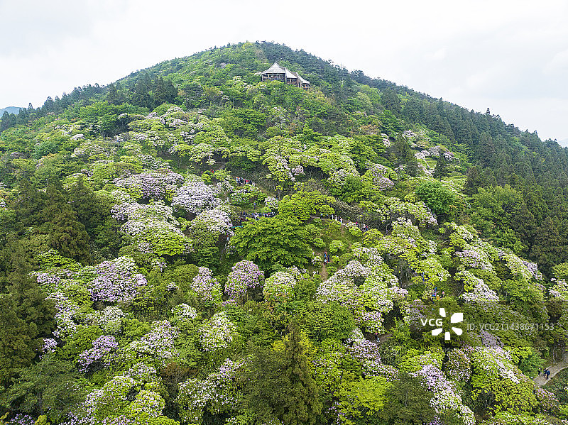 航拍浙江天台华顶森林公园高山杜鹃花图片素材