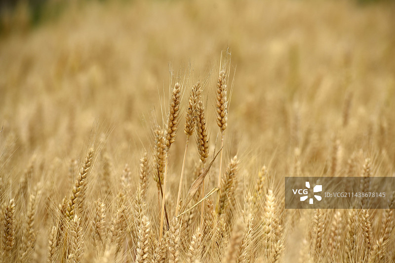 江淮大地夏收丰收在望图片素材