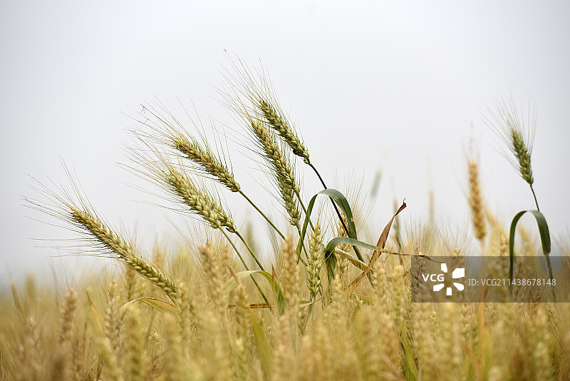 江淮大地夏收丰收在望图片素材