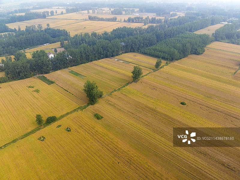 江淮大地夏收丰收在望图片素材