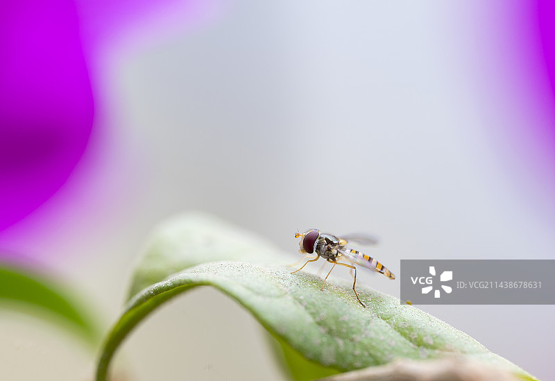 树叶上的果蝇图片素材