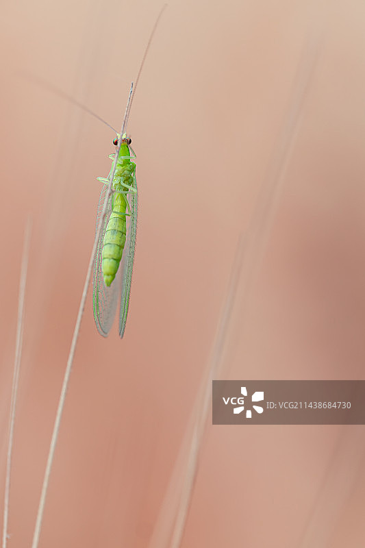 植物上昆虫特写镜头图片素材