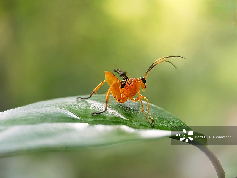 向阳的姬蜂图片素材