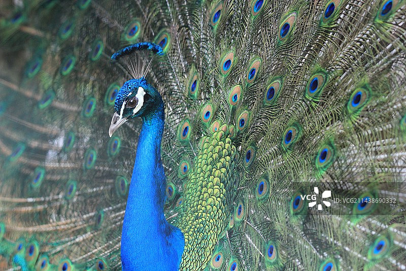 孔雀开屏图片素材