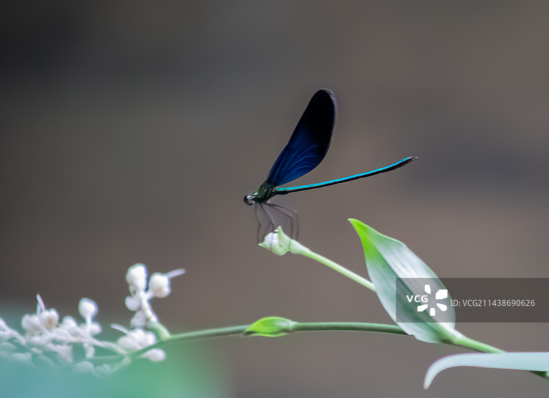 上天竺步行道 蓝蜻蜓图片素材