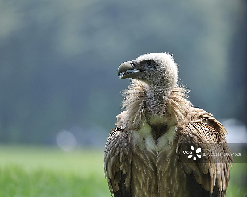 秃鹫图片素材