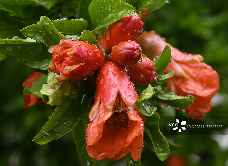 山东枣庄峄城区万亩榴园雨中的石榴花和幼果图片素材