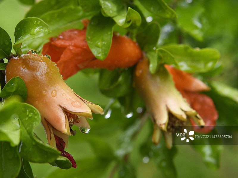 山东枣庄峄城区万亩榴园雨中的石榴花和幼果图片素材