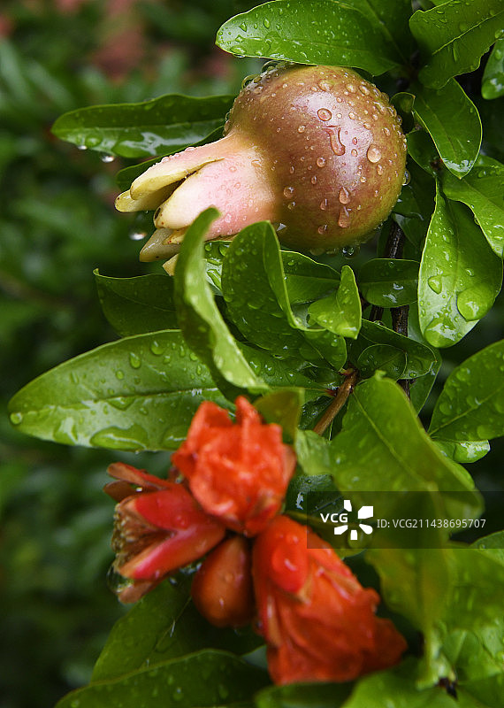 山东枣庄峄城区万亩榴园雨中的石榴花和幼果图片素材