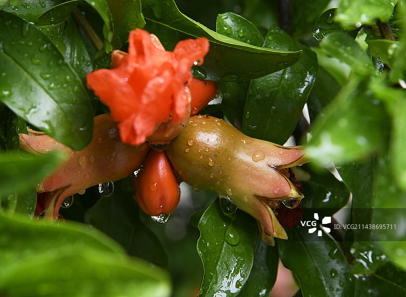 山东枣庄峄城区万亩榴园雨中的石榴花和幼果图片素材