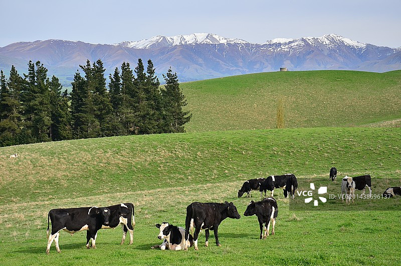 雪山脚下草原牧场上的牛群图片素材