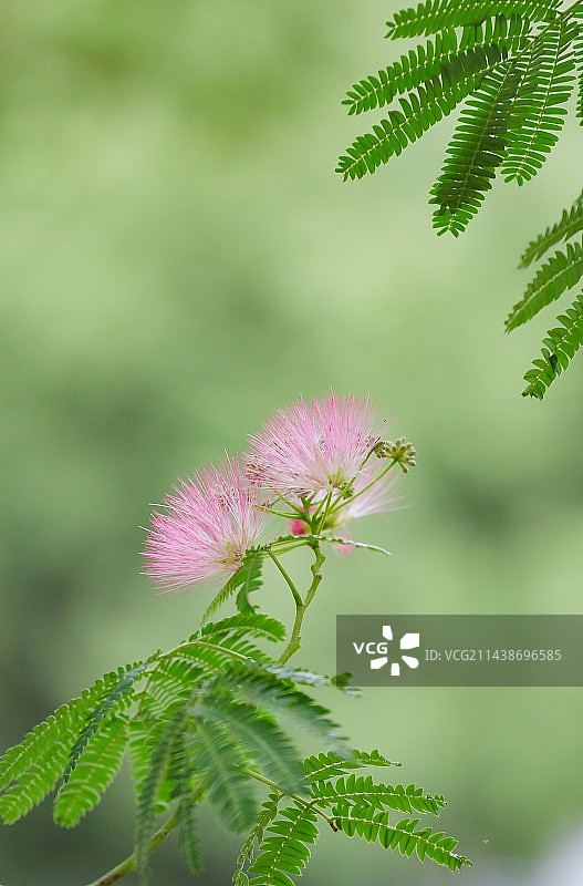 合欢花图片素材