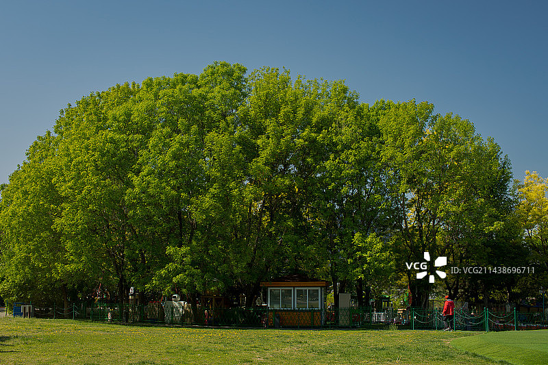 北京奥林匹克森林公园生态环境——儿童乐园旁边的大树图片素材