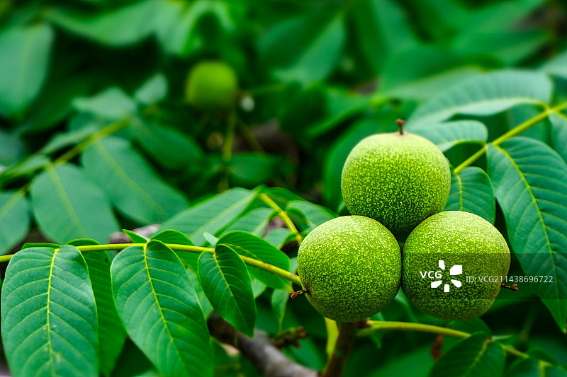 四川省绵阳市户外种植新鲜核桃图片素材