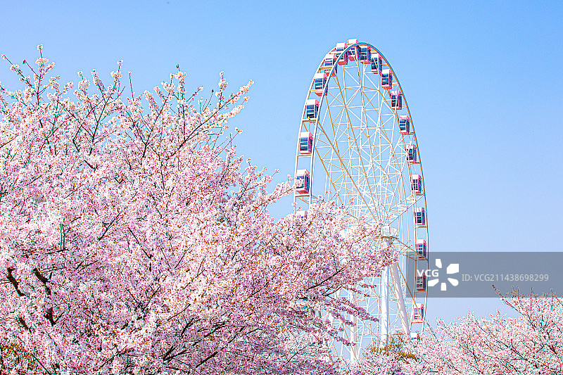 顾村公园樱花和摩天轮图片素材