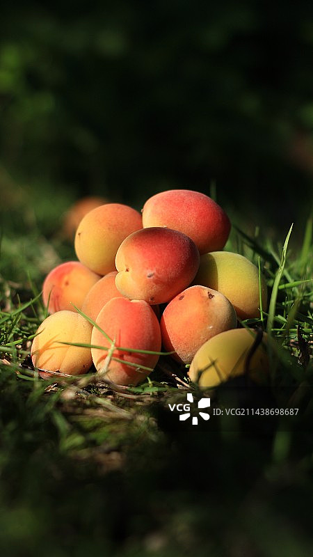 阳光下的野果静物特写图片素材