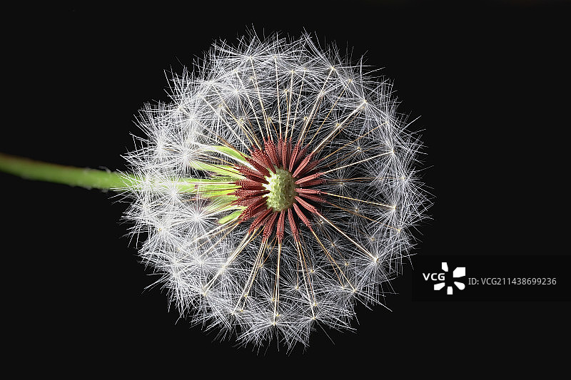 蒲公英微距特写图片素材