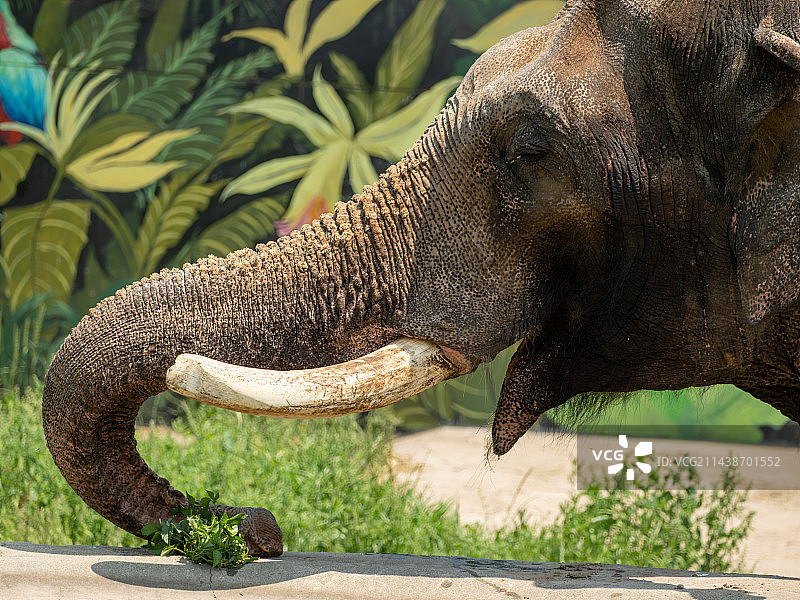 动物园里吃东西的大象图片素材