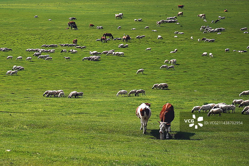 草原上的牛羊图片素材