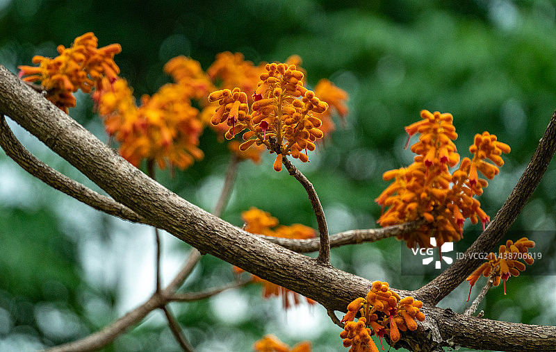 贵州省黔西南布依族苗族自治州望谟县油迈瑶族乡巧路村，极似一串串鞭炮的“广西火桐”花朵。图片素材