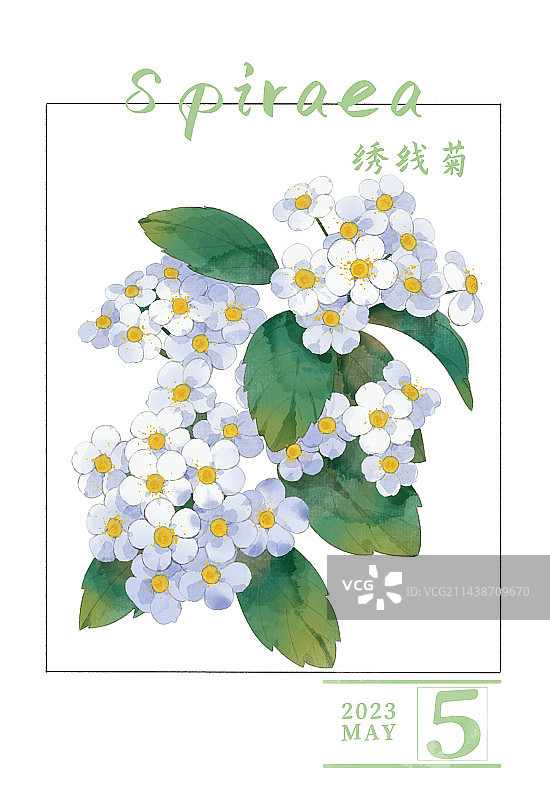 绣线菊日历图片素材