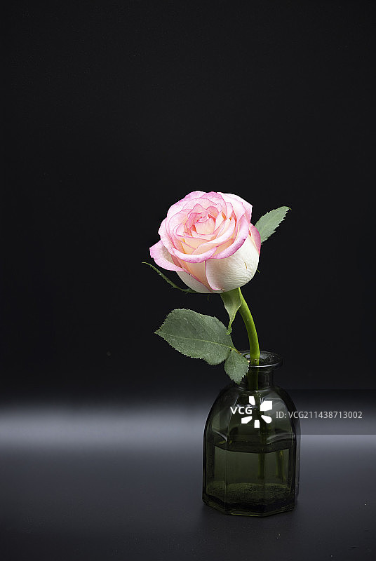 黑色背景玫瑰花特写图片素材