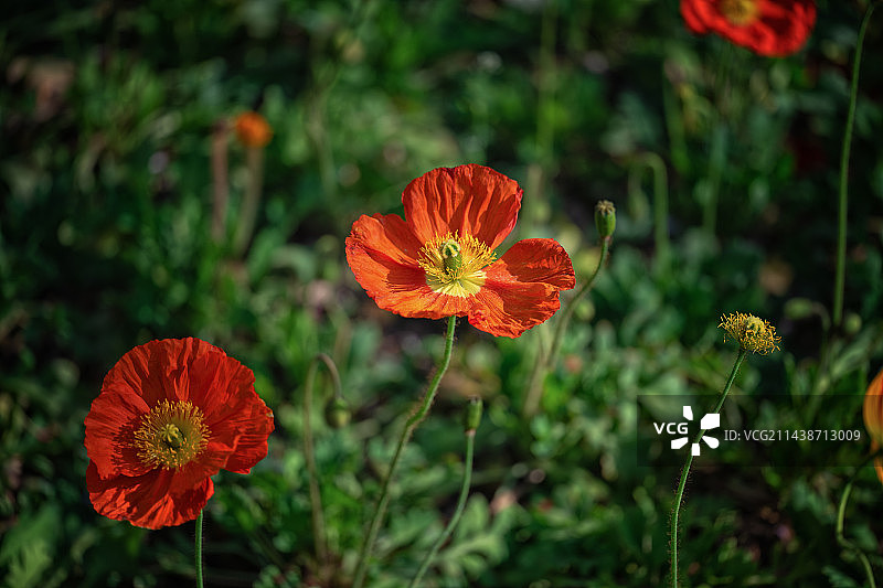 罂粟花图片素材