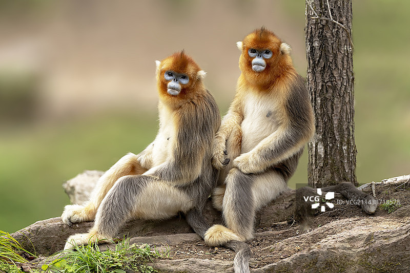 金丝猴图片素材