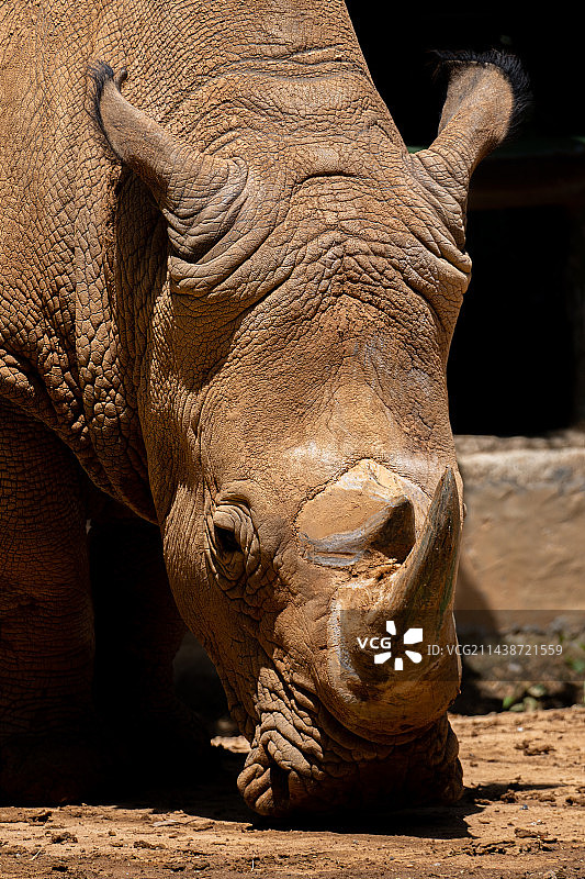 白犀牛特写镜头图片素材