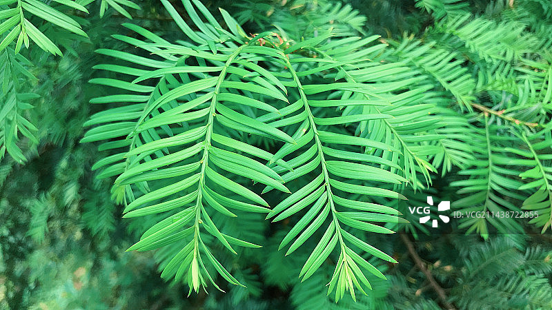 红豆杉树叶图片素材