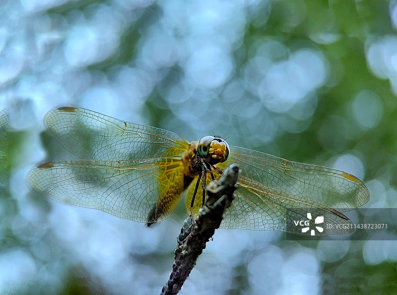 光斑下的黄翅膀蜻蜓（dragonfly）图片素材